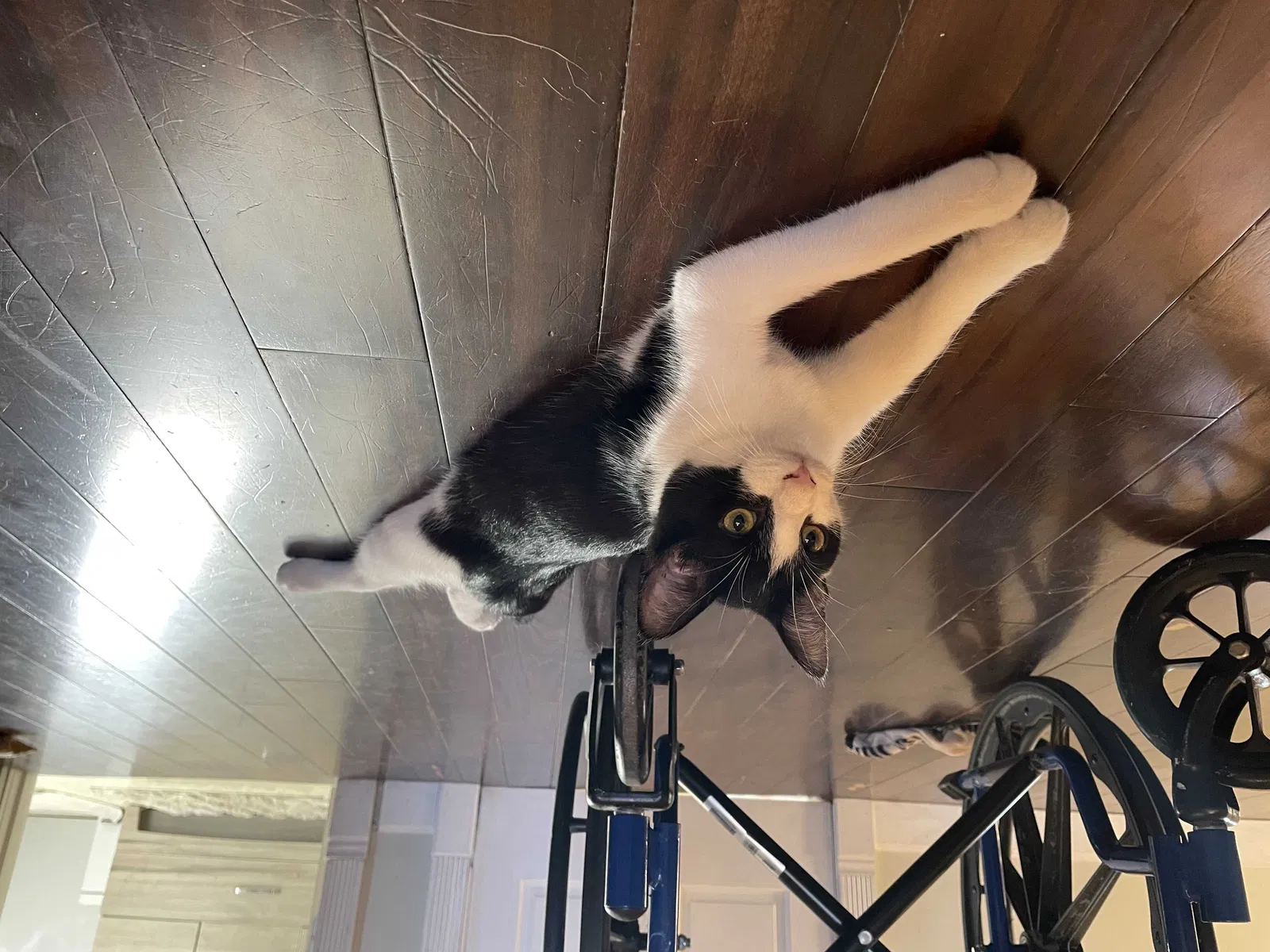 Lost cat in Algonquin, IL, 60102