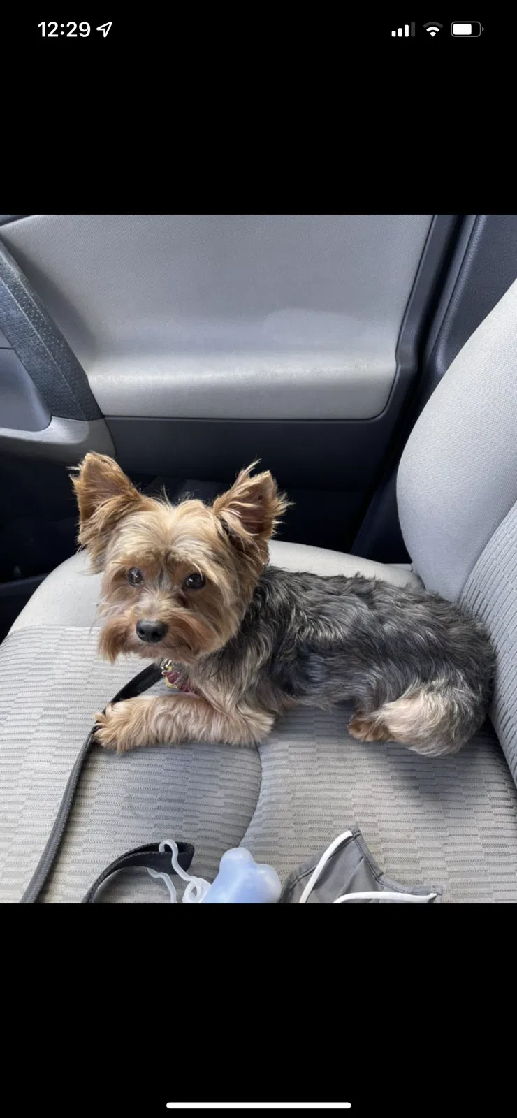 Lost dog in Houston, TX, 77084