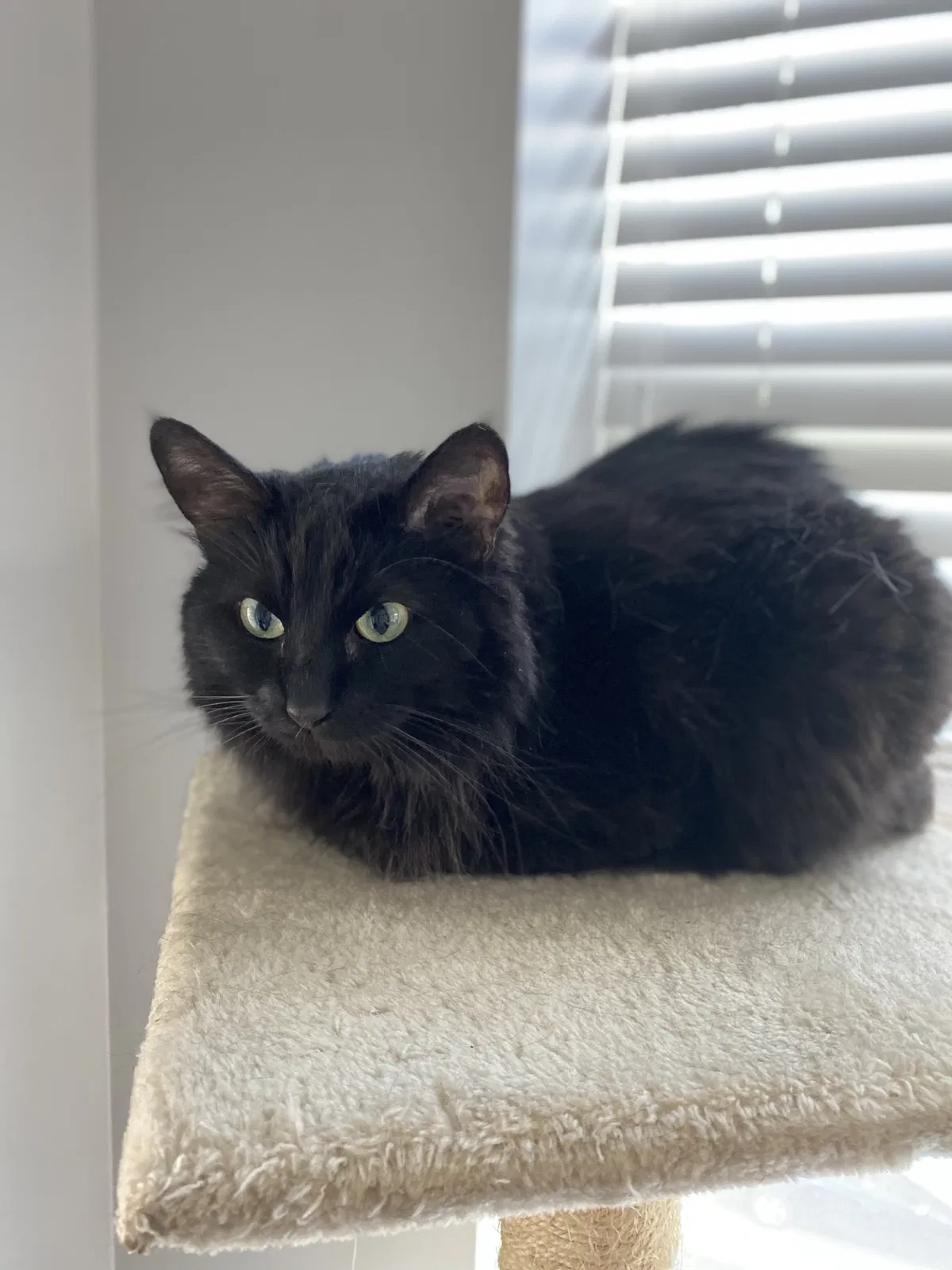 Lost cat in Saint Louis, MO, 63112