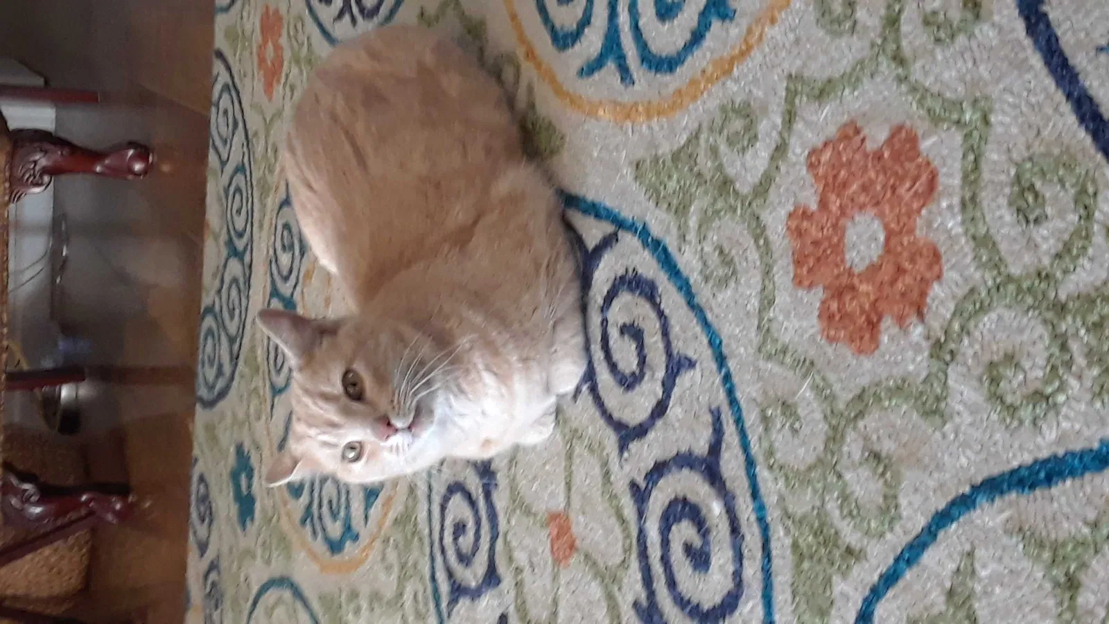 Lost cat in Elk Grove, CA, 95624