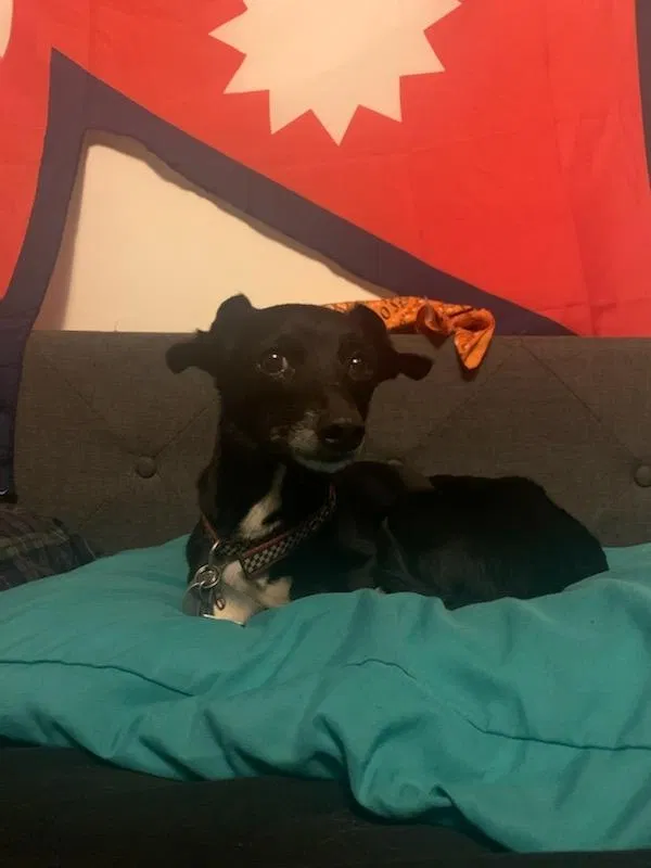 Lost dog in Cincinnati, OH, 45211
