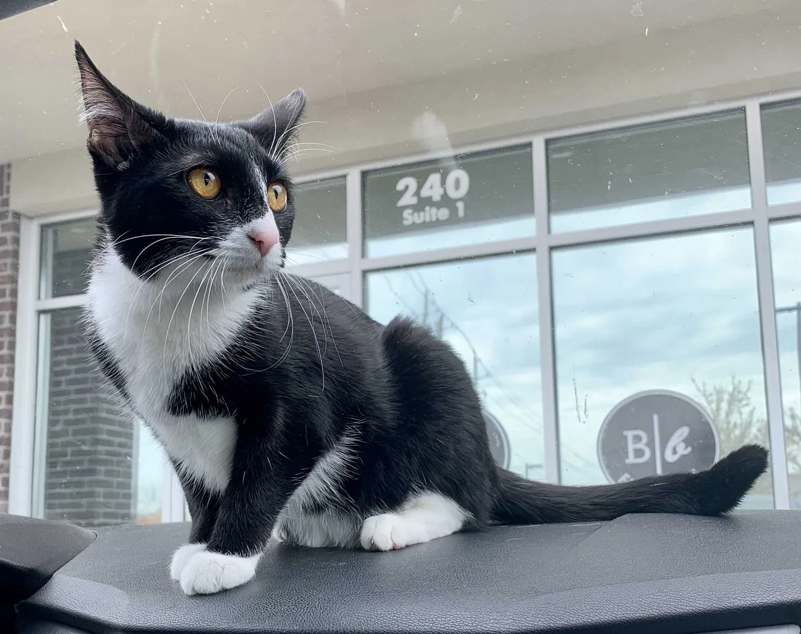Lost cat in North Little Rock, AR, 72116