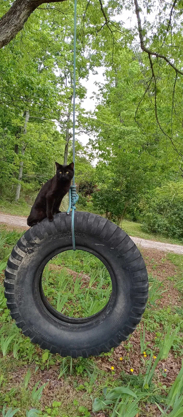Lost cat in La Fayette, GA, 30728