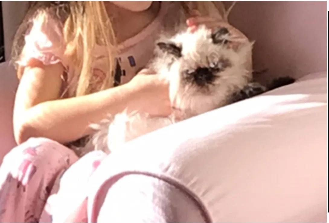 Lost cat in College Station, TX, 77845