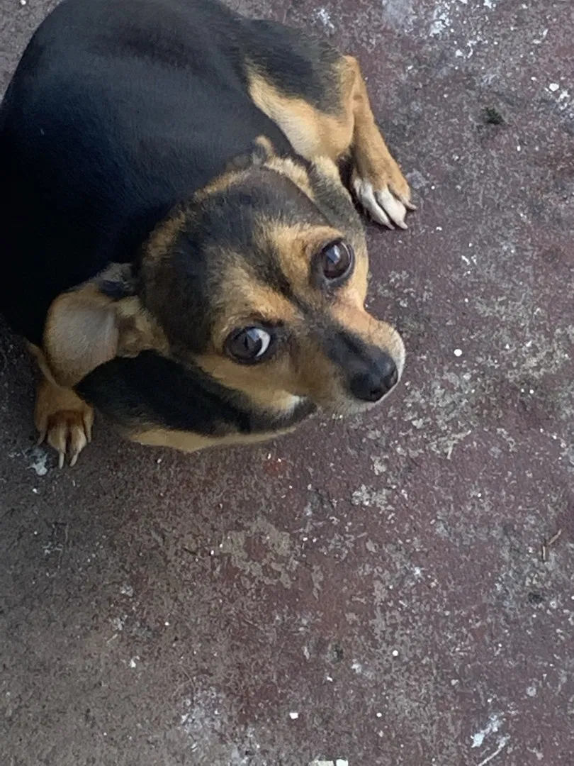 Lost dog in Miami, FL, 33169