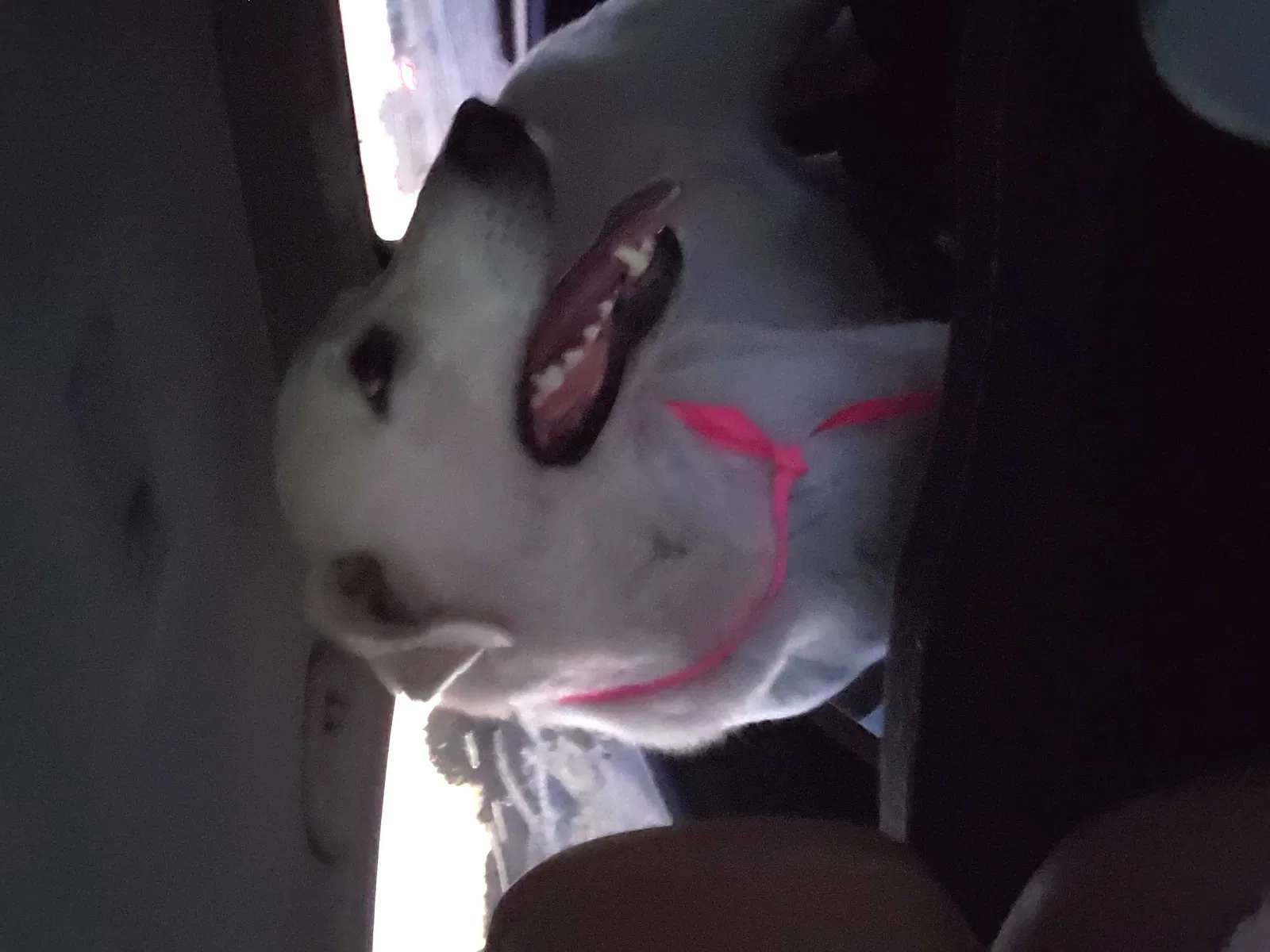 Found dog in Cresson, TX, 76035