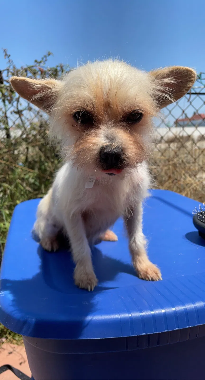 Lost dog in Torrance, CA, 90504