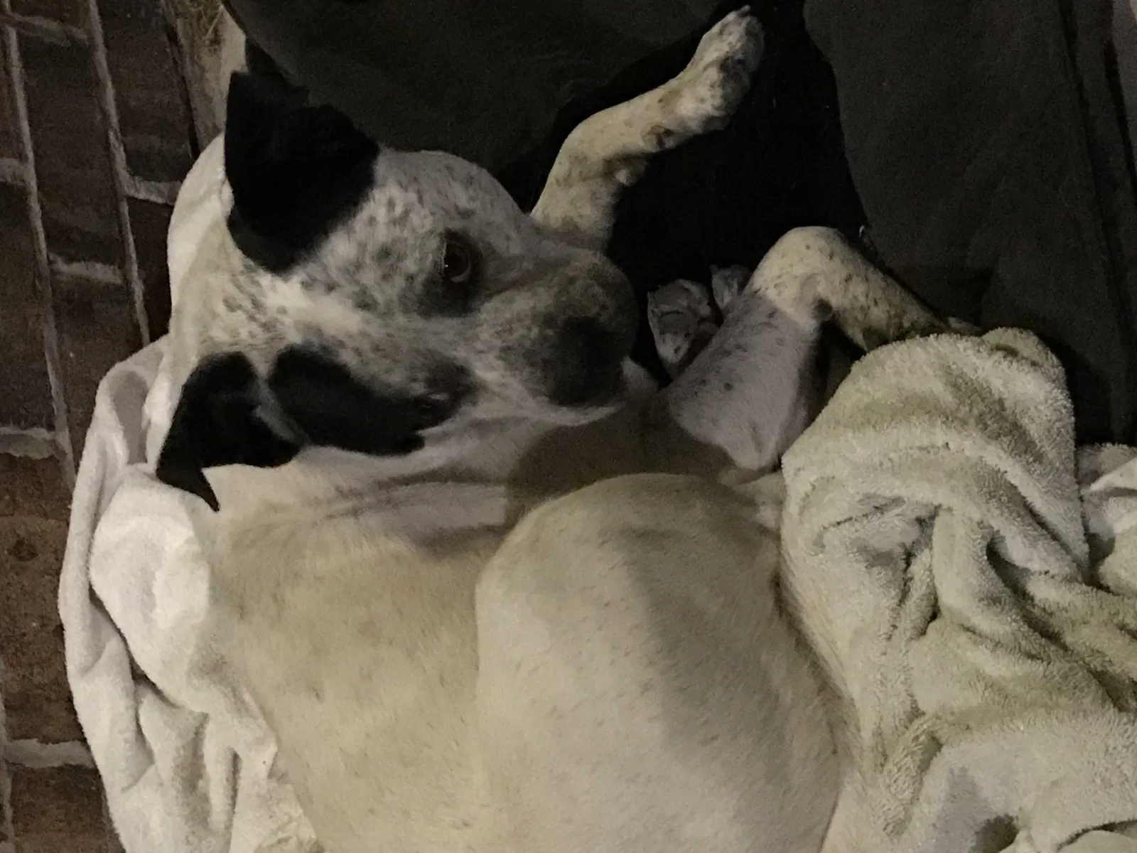 Found dog in Mcallen, TX, 78504