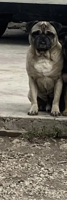 Lost dog in San Antonio, TX, 78224