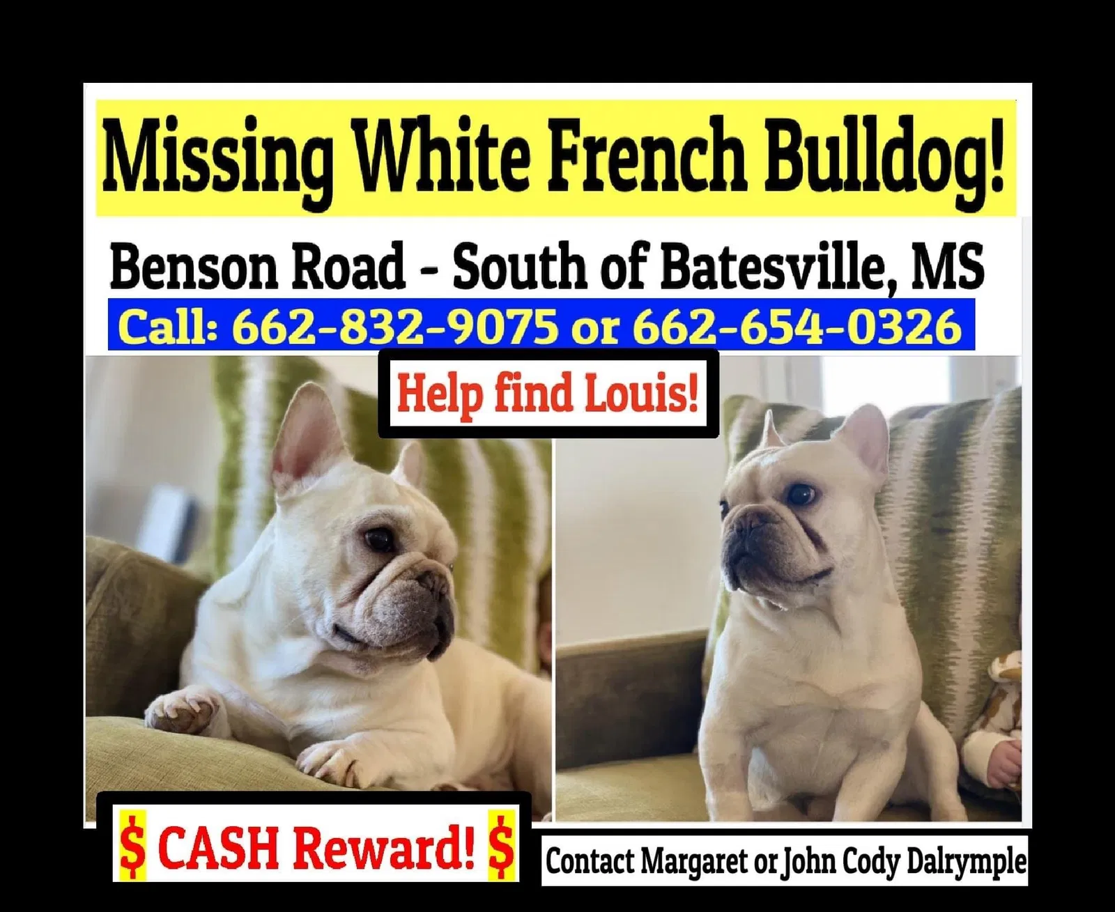 Lost dog in Courtland, MS, 38620