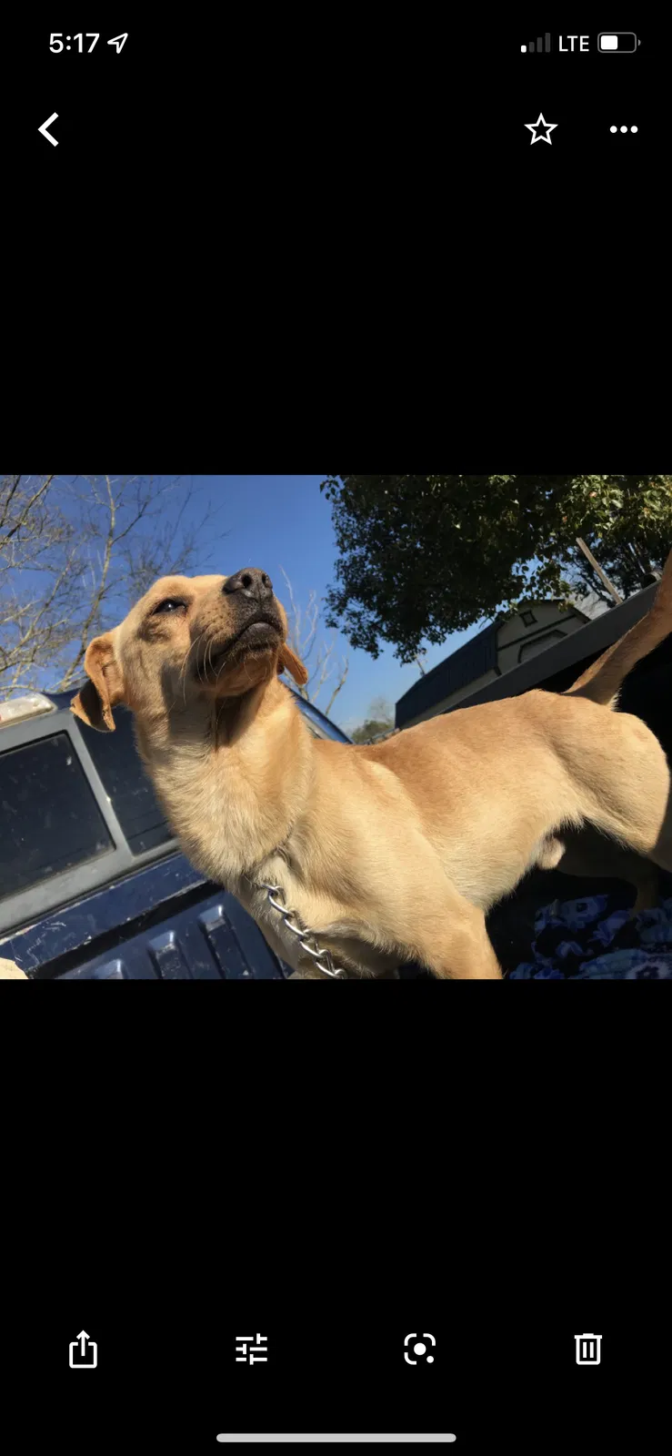 Lost dog in Youngsville, LA, 70592