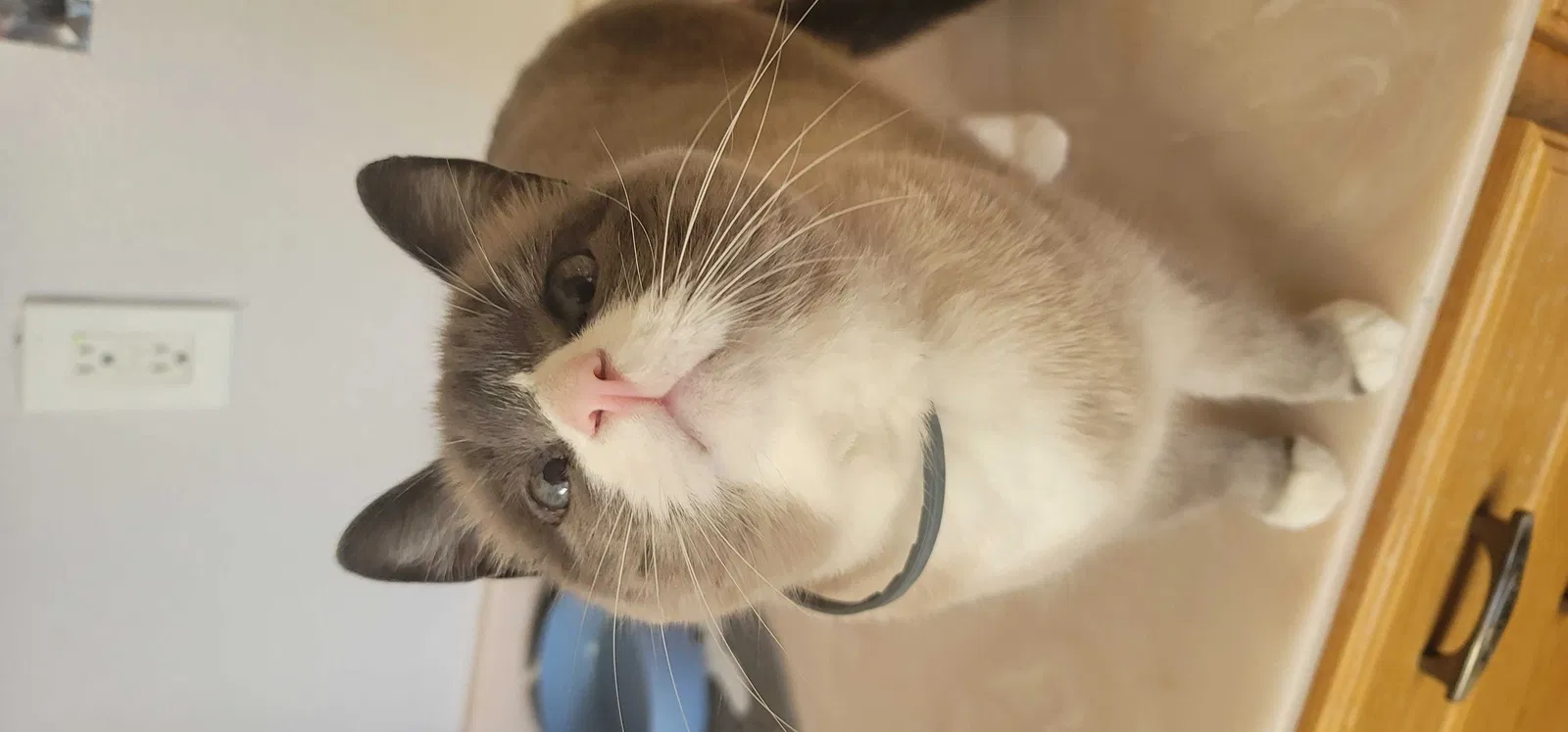 Lost cat in Tahoka, TX, 79373