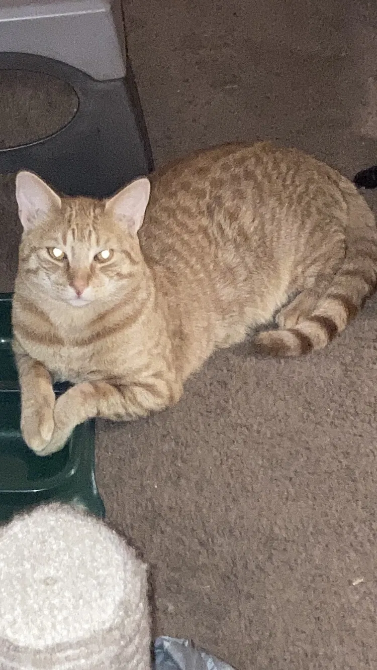 Lost cat in Fairport, NY, 14450