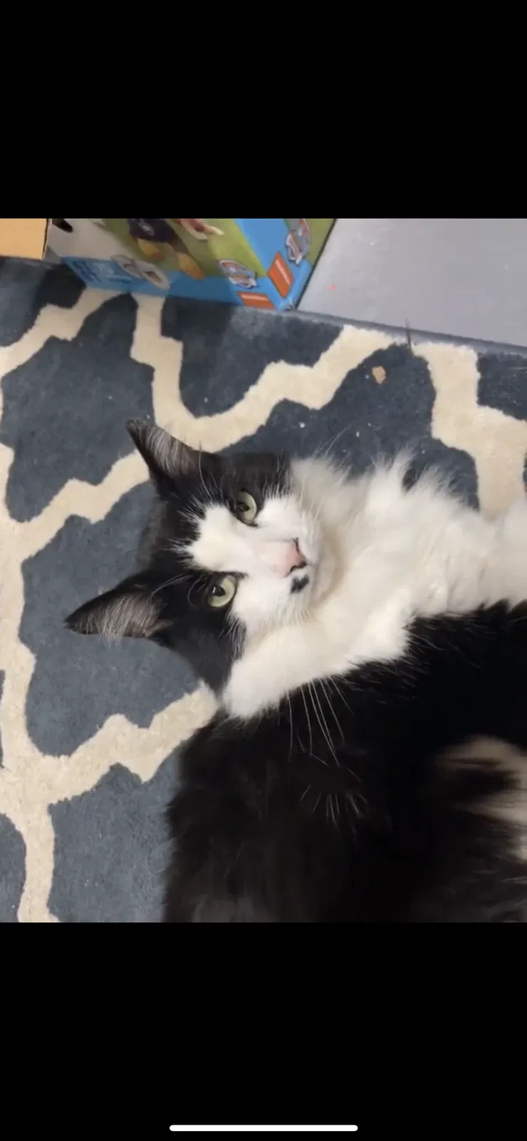 Lost cat in Middletown, NY, 10940