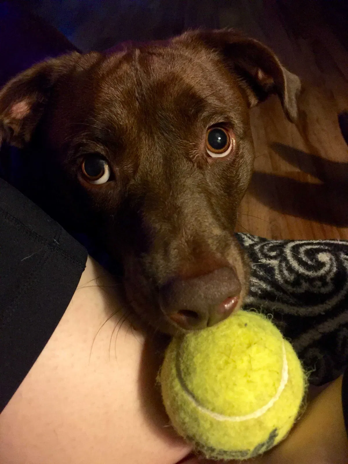 Lost dog in Gautier, MS, 39553
