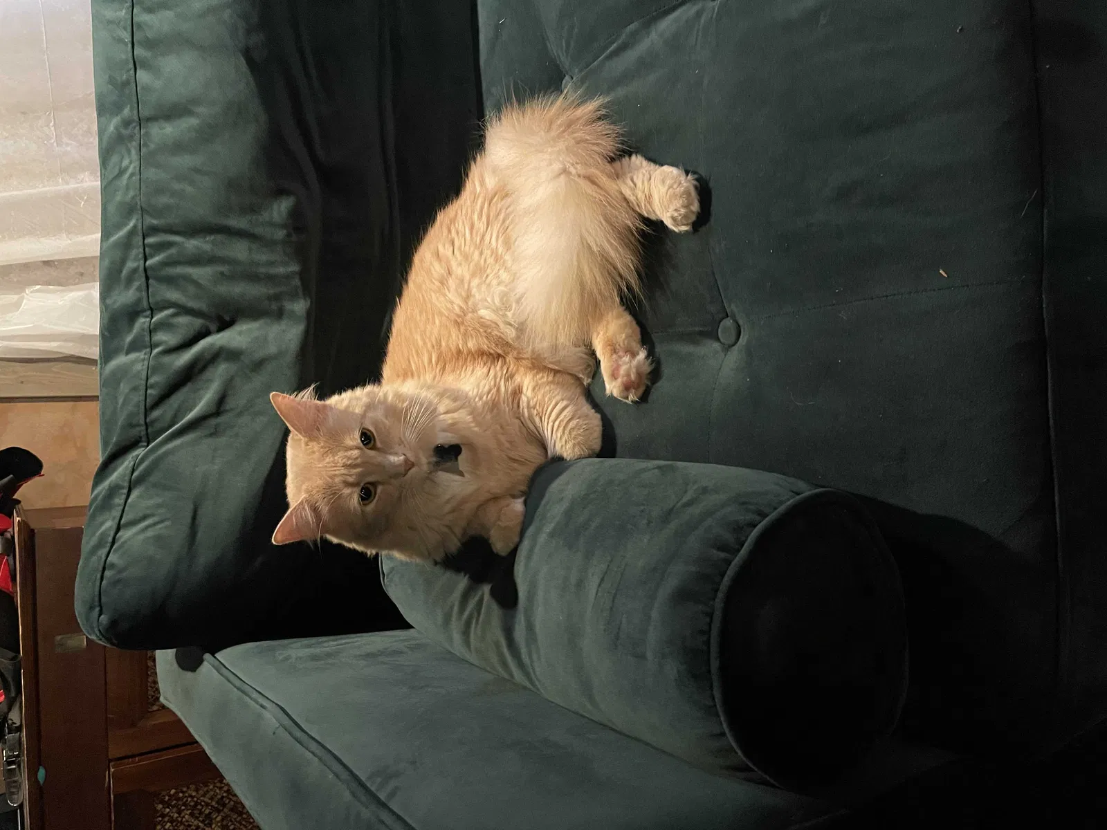 Lost cat in Imperial Beach, CA, 91932