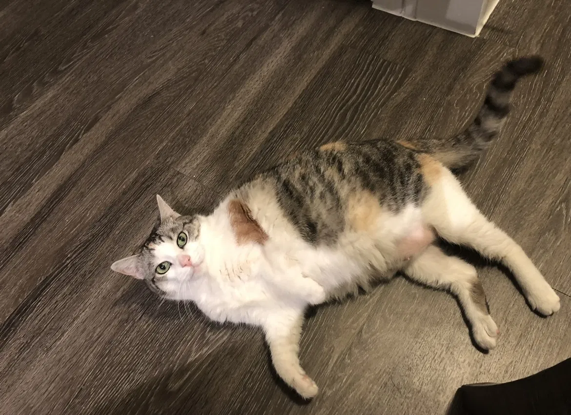 Lost cat in North Richland Hills, TX, 76180