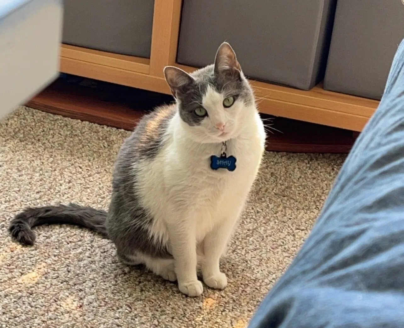 Lost cat in Orlando, FL, 32811