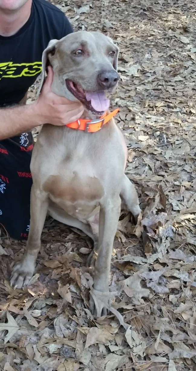 Lost dog in Lumpkin, GA, 31815