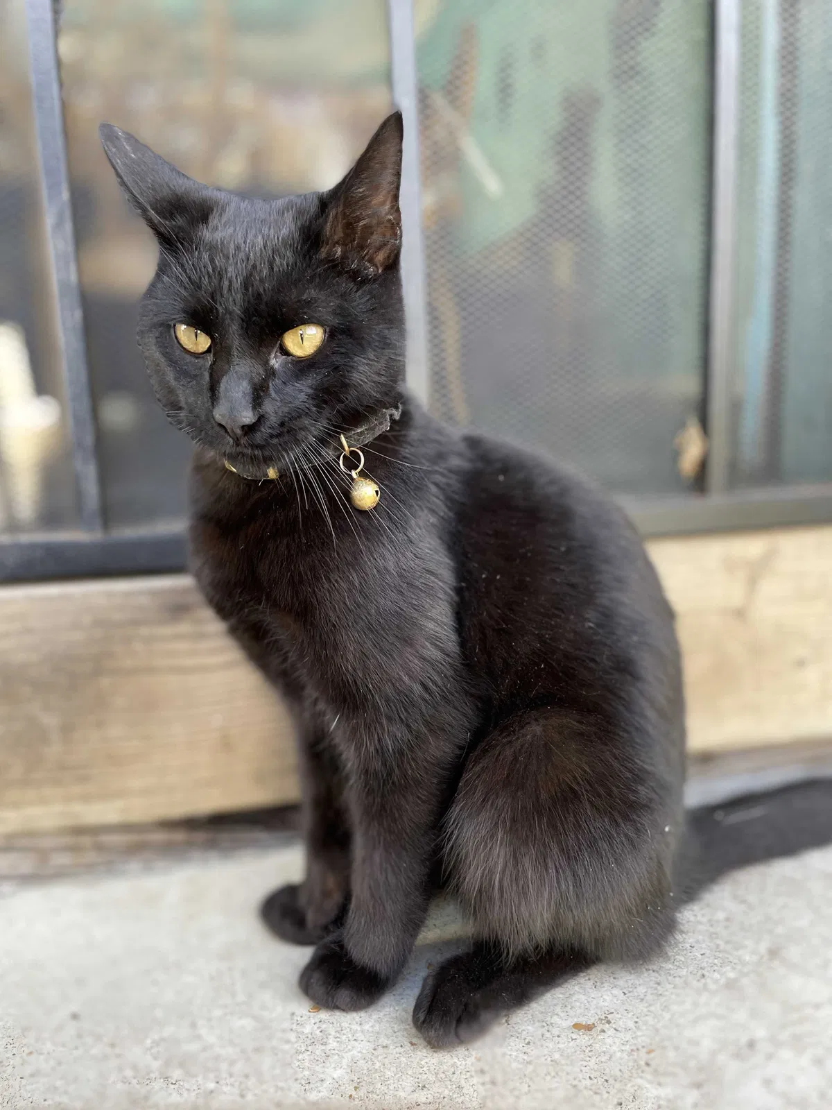 Lost cat in Houston, TX, 77028