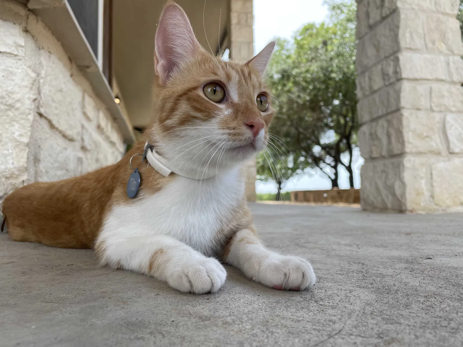 Lost cat in Liberty Hill, TX, 78642