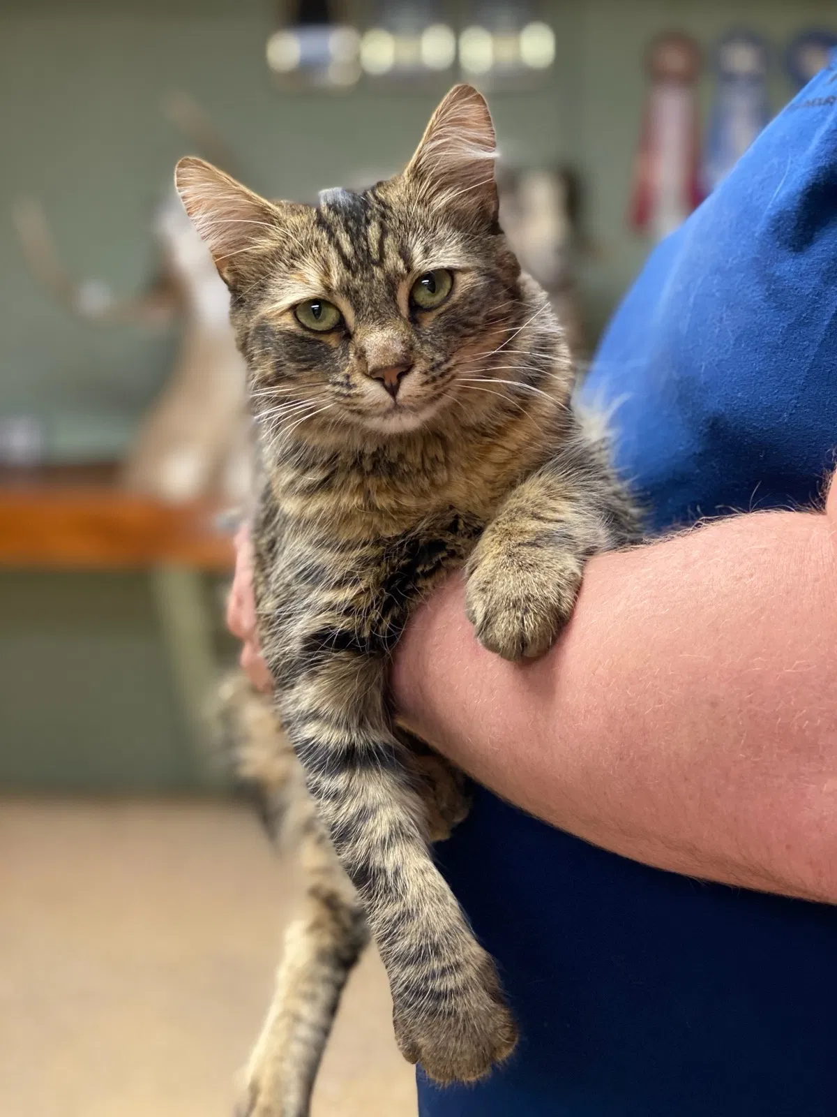 Lost cat in Richmond, VA, 23237