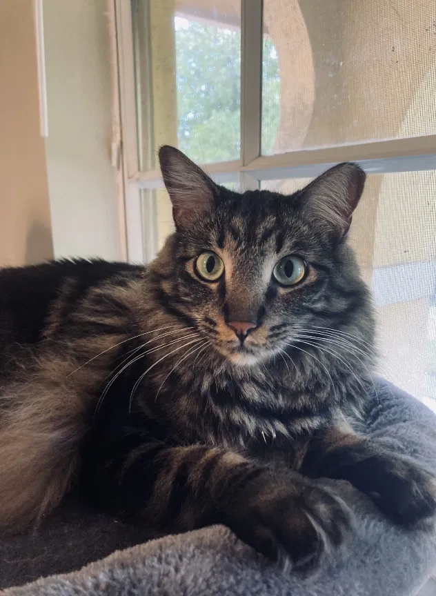 Lost cat in Miami, FL, 33196