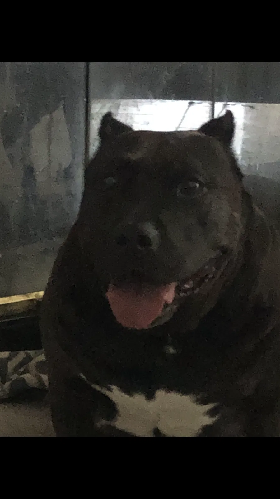 Lost dog in Rialto, CA, 92376
