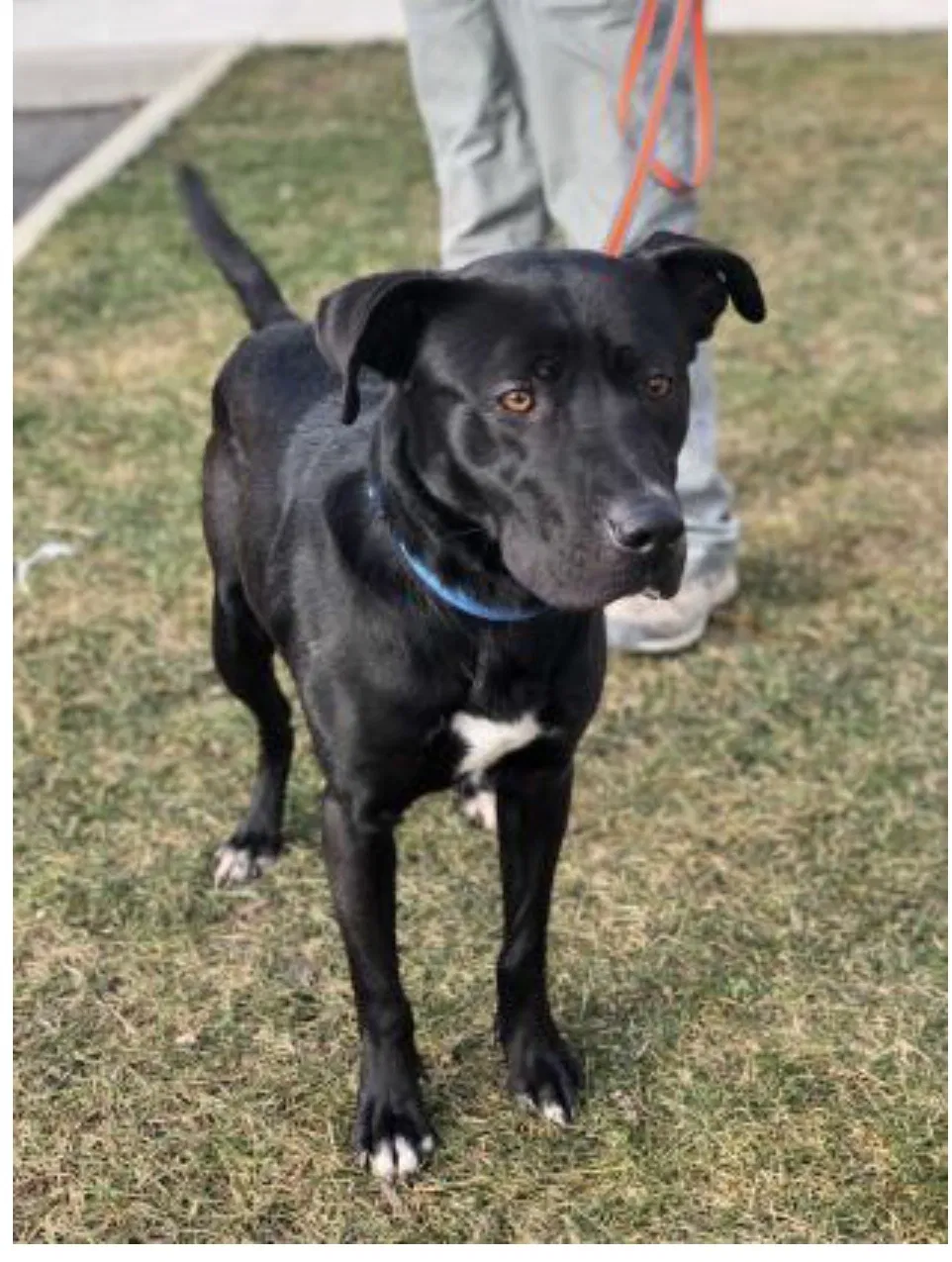 Lost dog in Westerville, OH, 43081