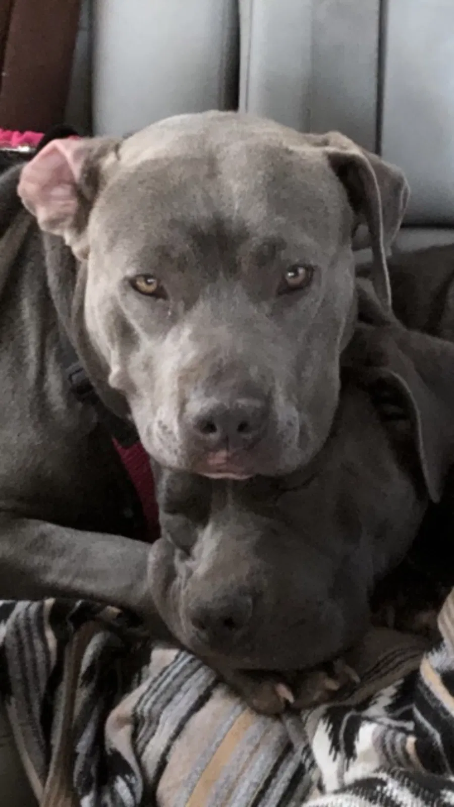 Lost dog in Fort Worth, TX, 76116