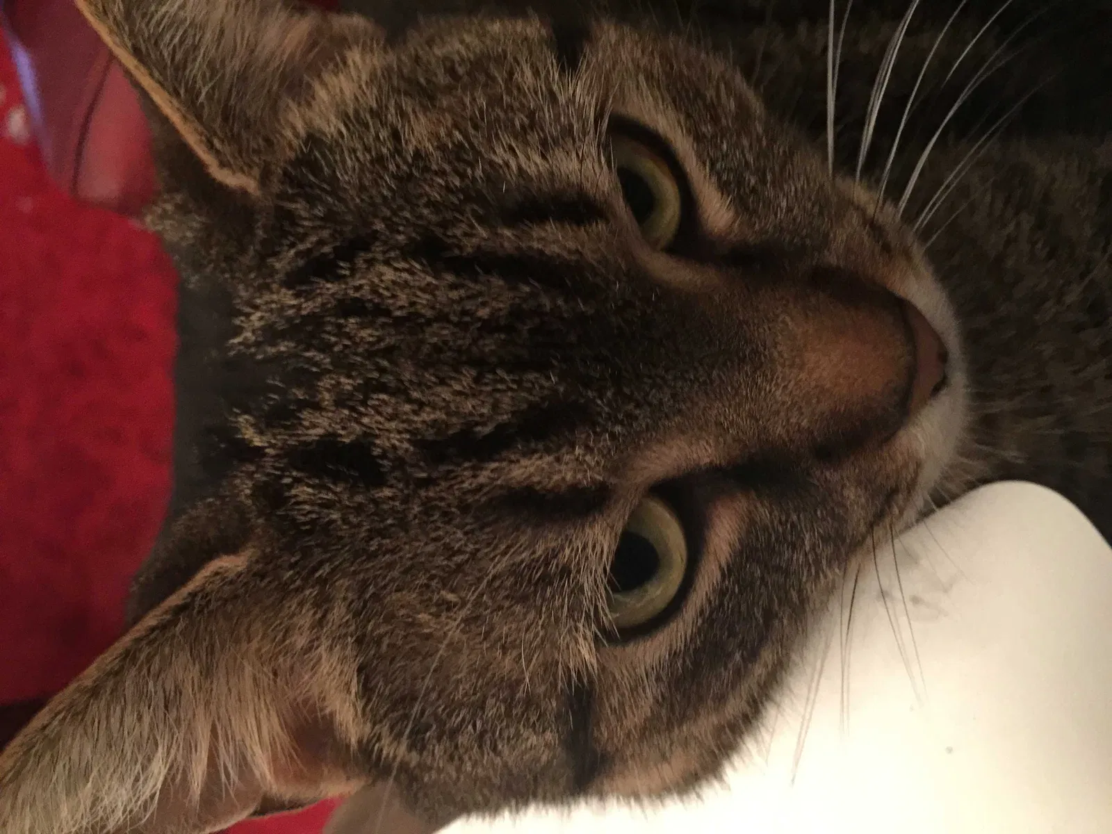 Lost cat in Indianapolis, IN, 46268