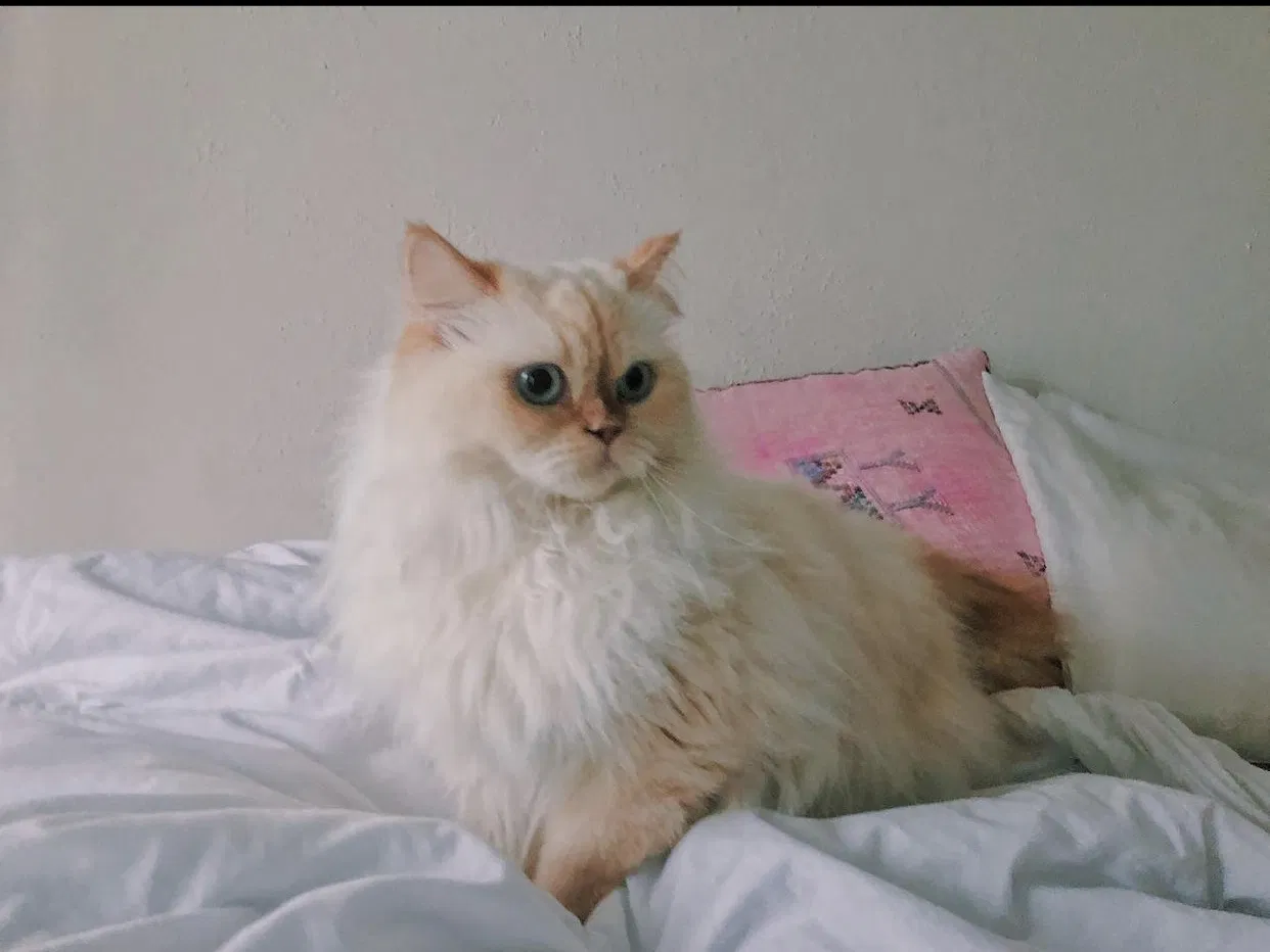 Lost cat in Clearwater, FL, 33756