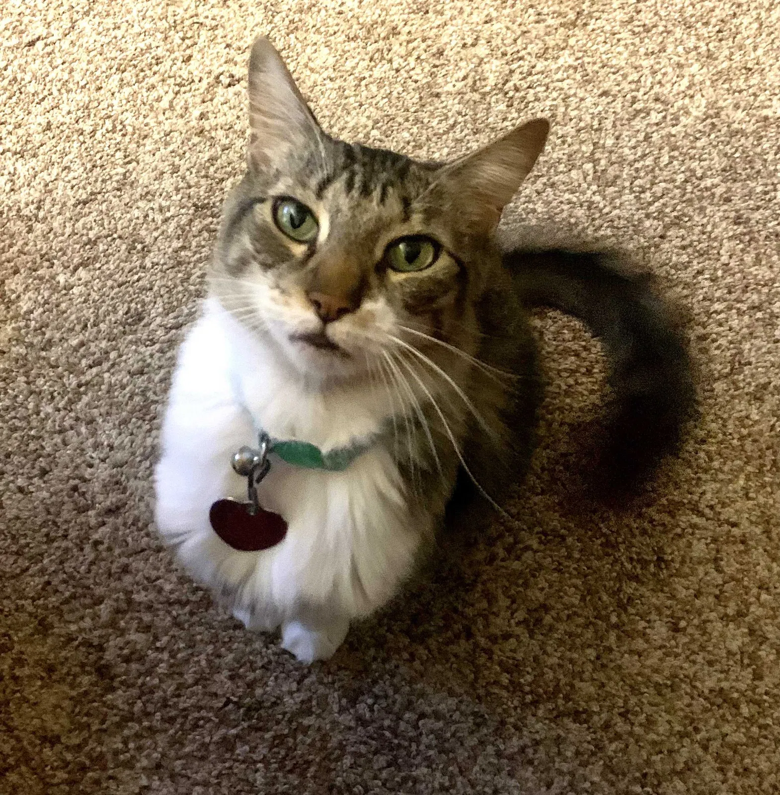 Lost cat in Acworth, GA, 30102