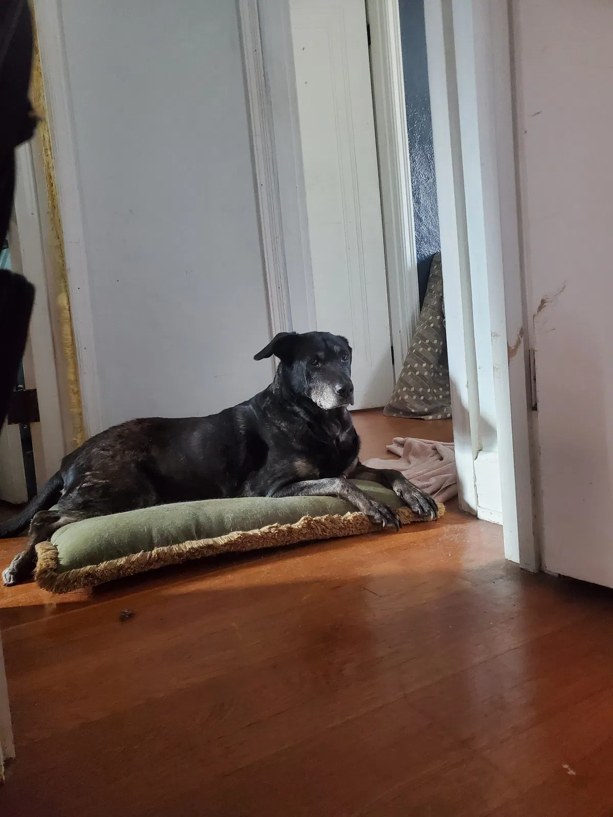 Lost dog in Cincinnati, OH, 45237