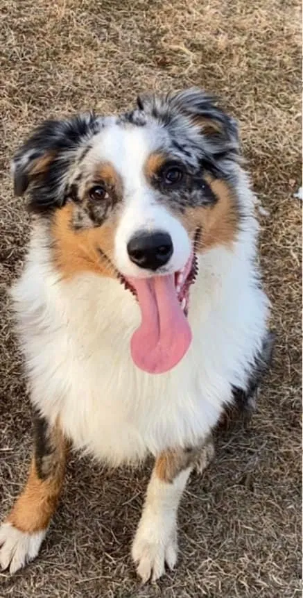 Lost dog in Estherville, IA, 51334