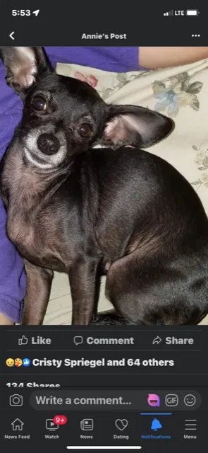 Lost dog in Corpus Christi, TX, 78415