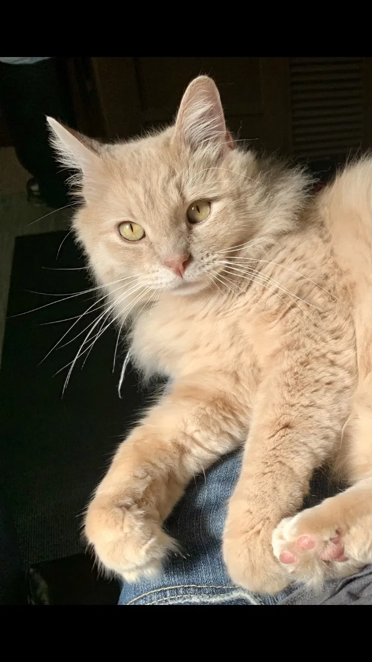Lost cat in Savannah, GA, 31419