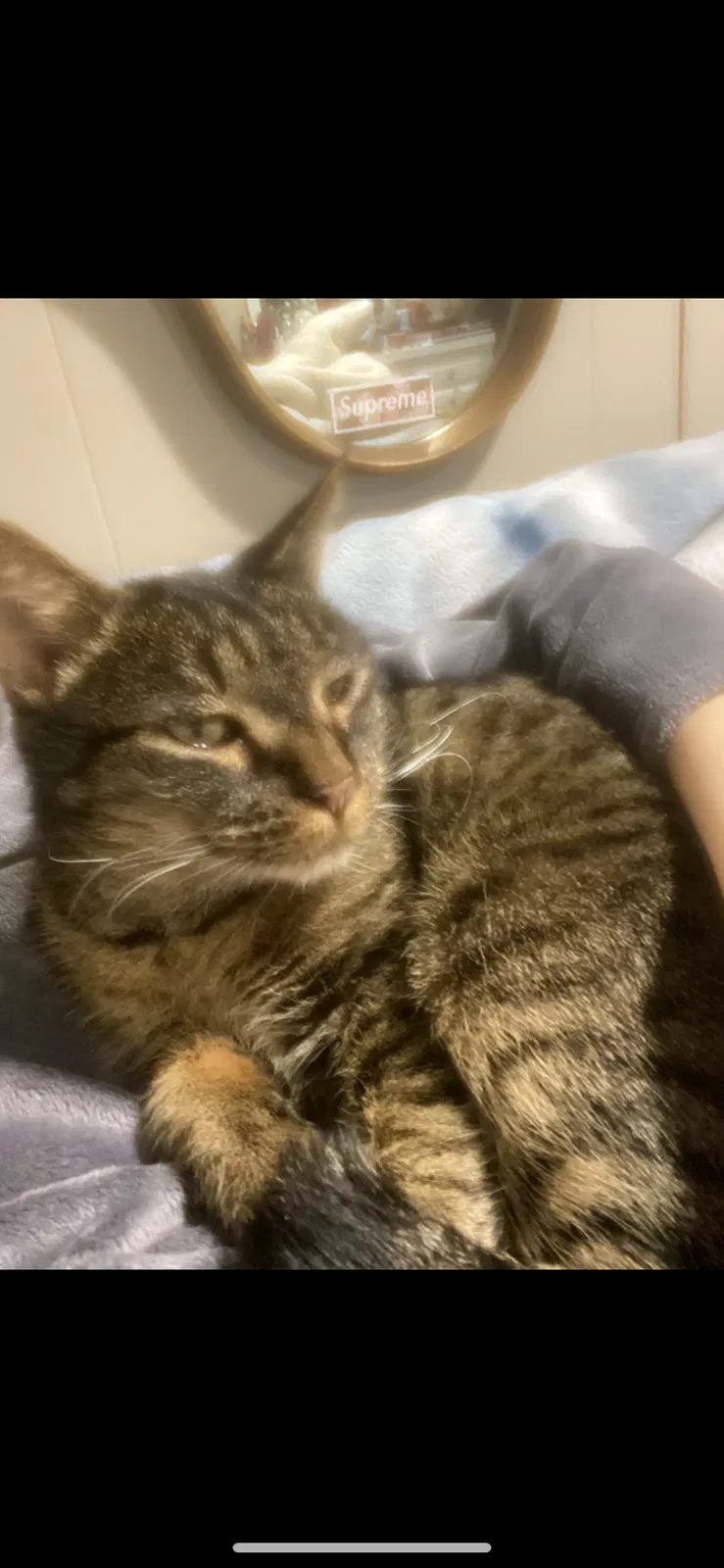 Lost cat in Ridge, NY, 11961