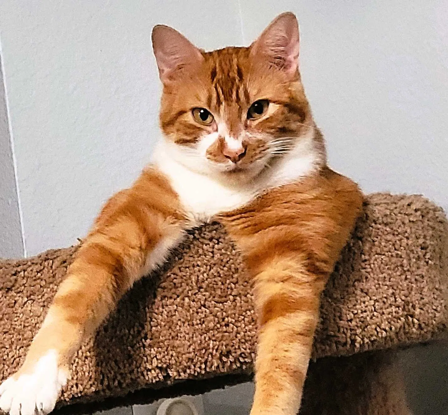 Lost cat in Katy, TX, 77449