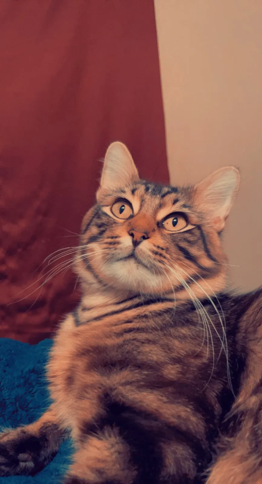 Lost cat in Baytown, TX, 77520