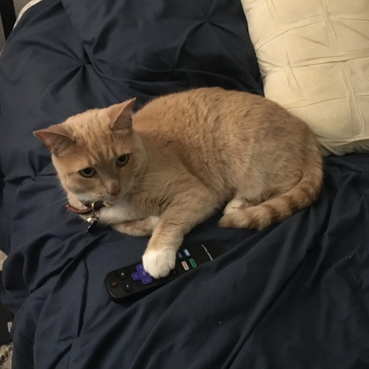Lost cat in Henrico, VA, 23233
