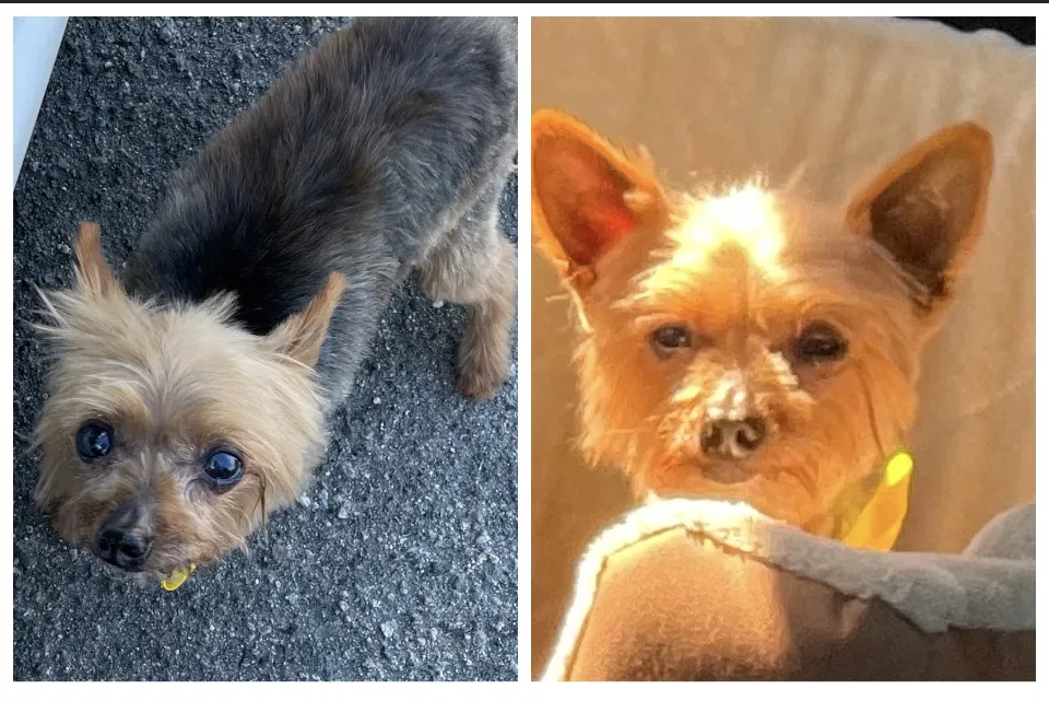Lost dog in Los Angeles, CA, 90003