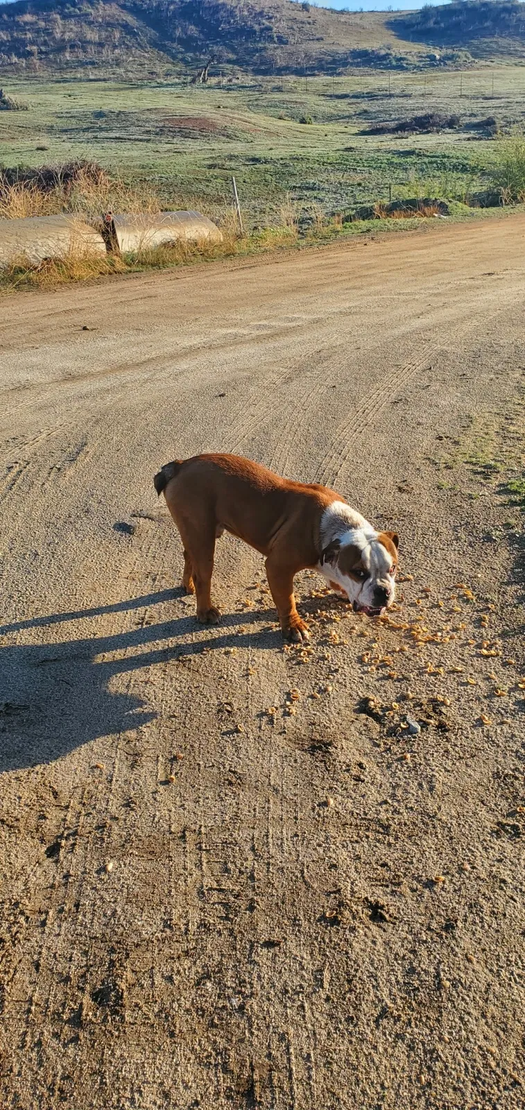 Found dog in Perris, CA, 92570