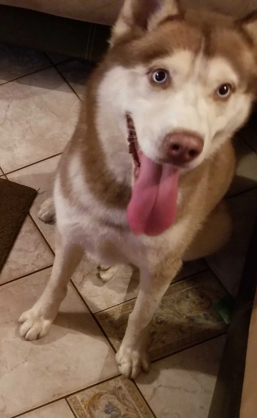 Lost dog in Hammond, IN, 46327