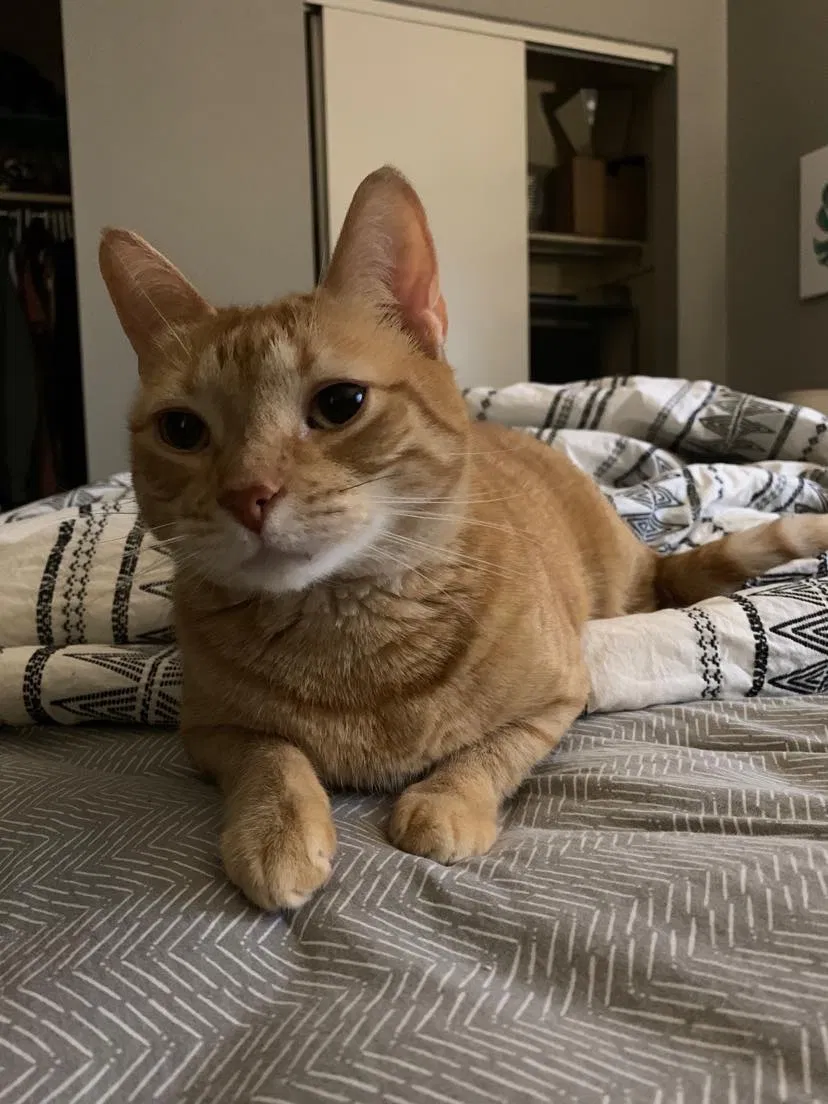 Lost cat in West Chester, OH, 45069