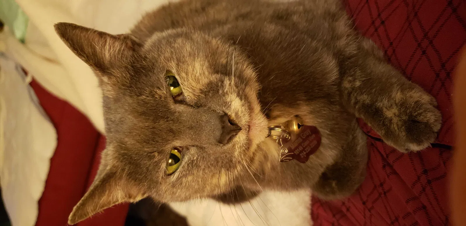 Lost cat in Dallas, TX, 75228