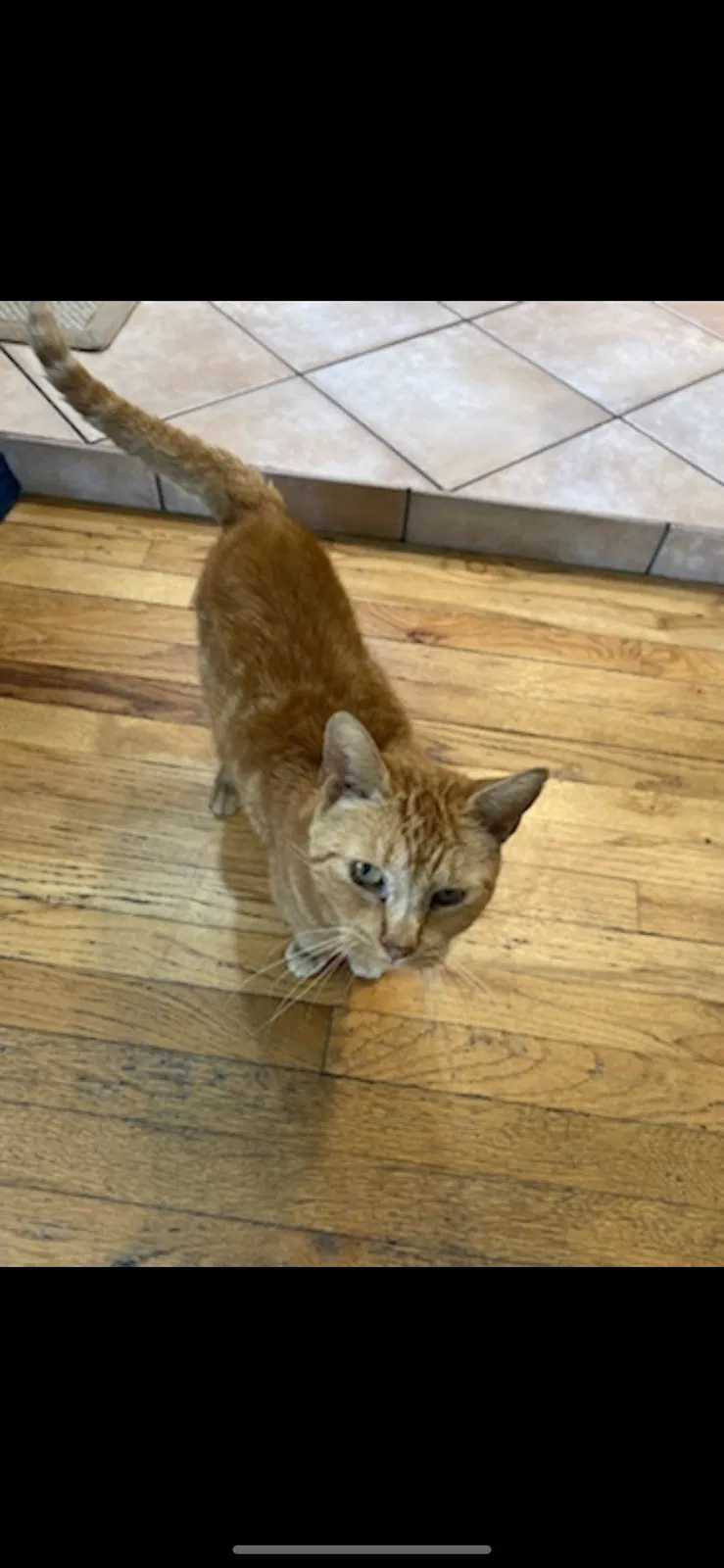 Lost cat in Farmingville, NY, 11738