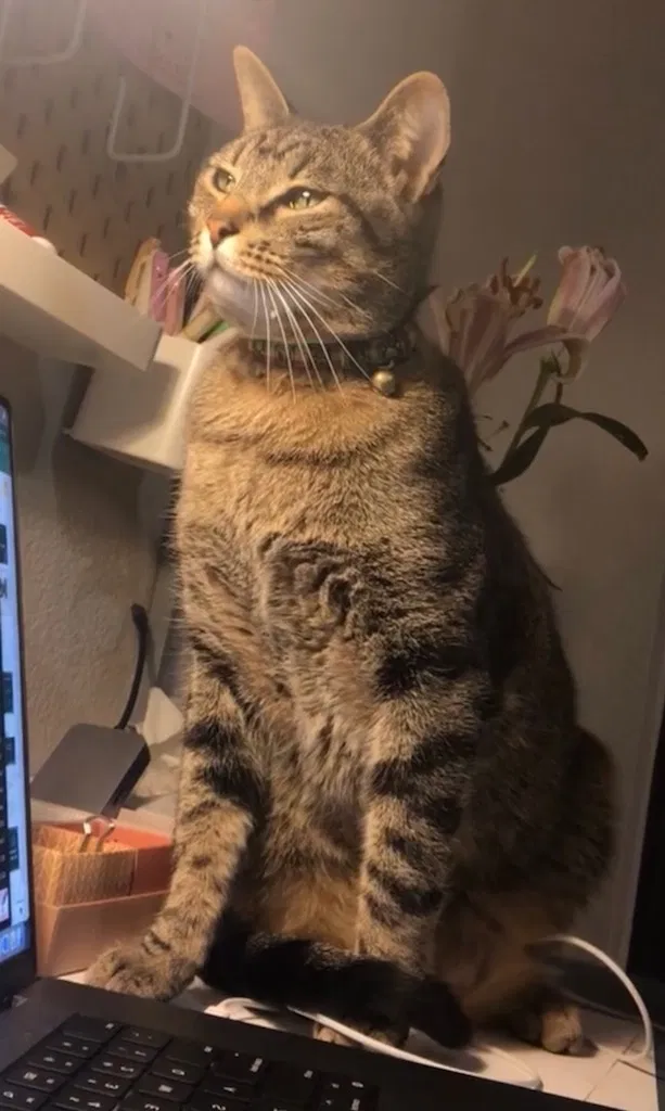 Lost cat in Austin, TX, 78705