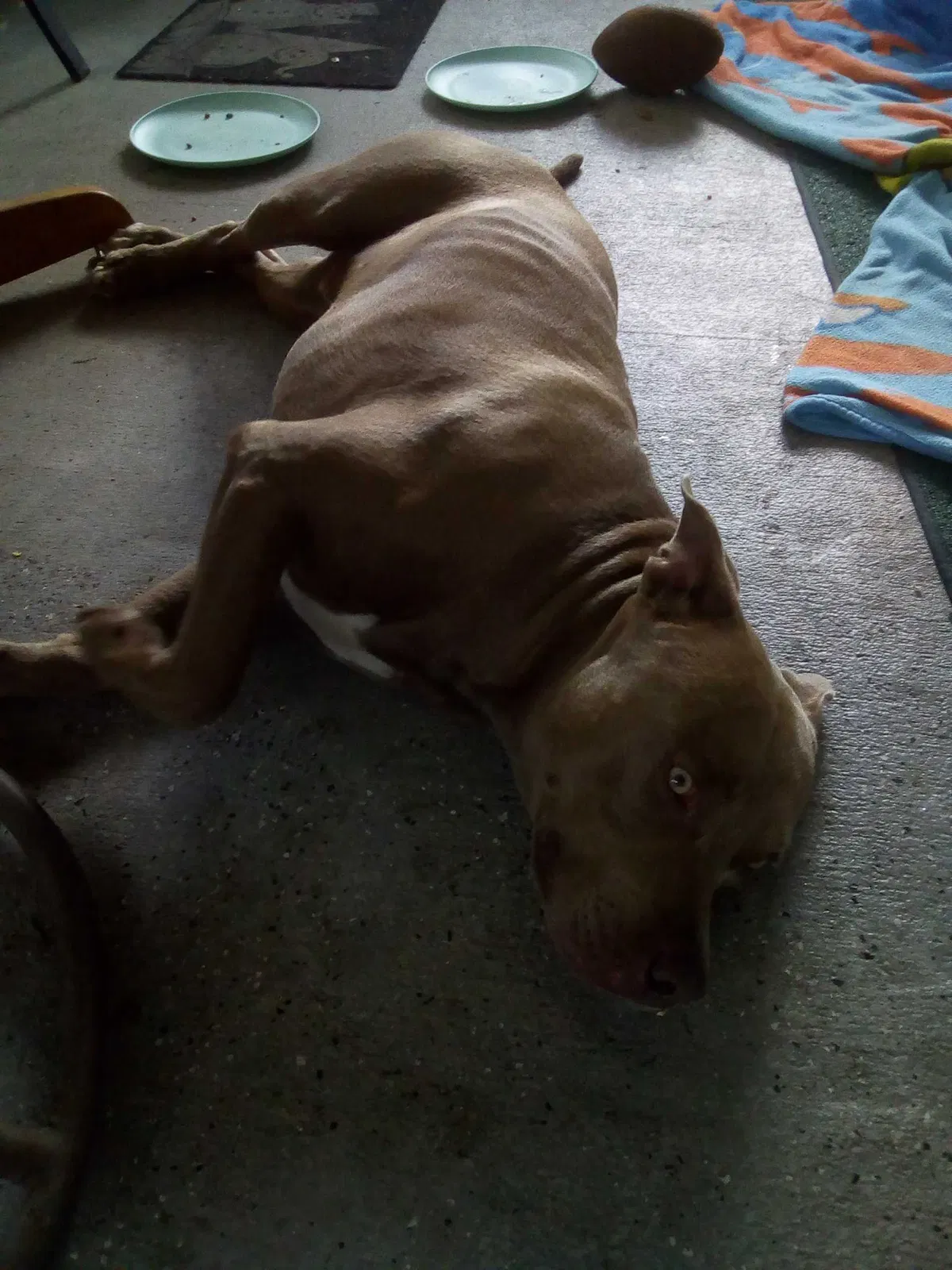 Found dog in Ocklawaha, FL, 32179