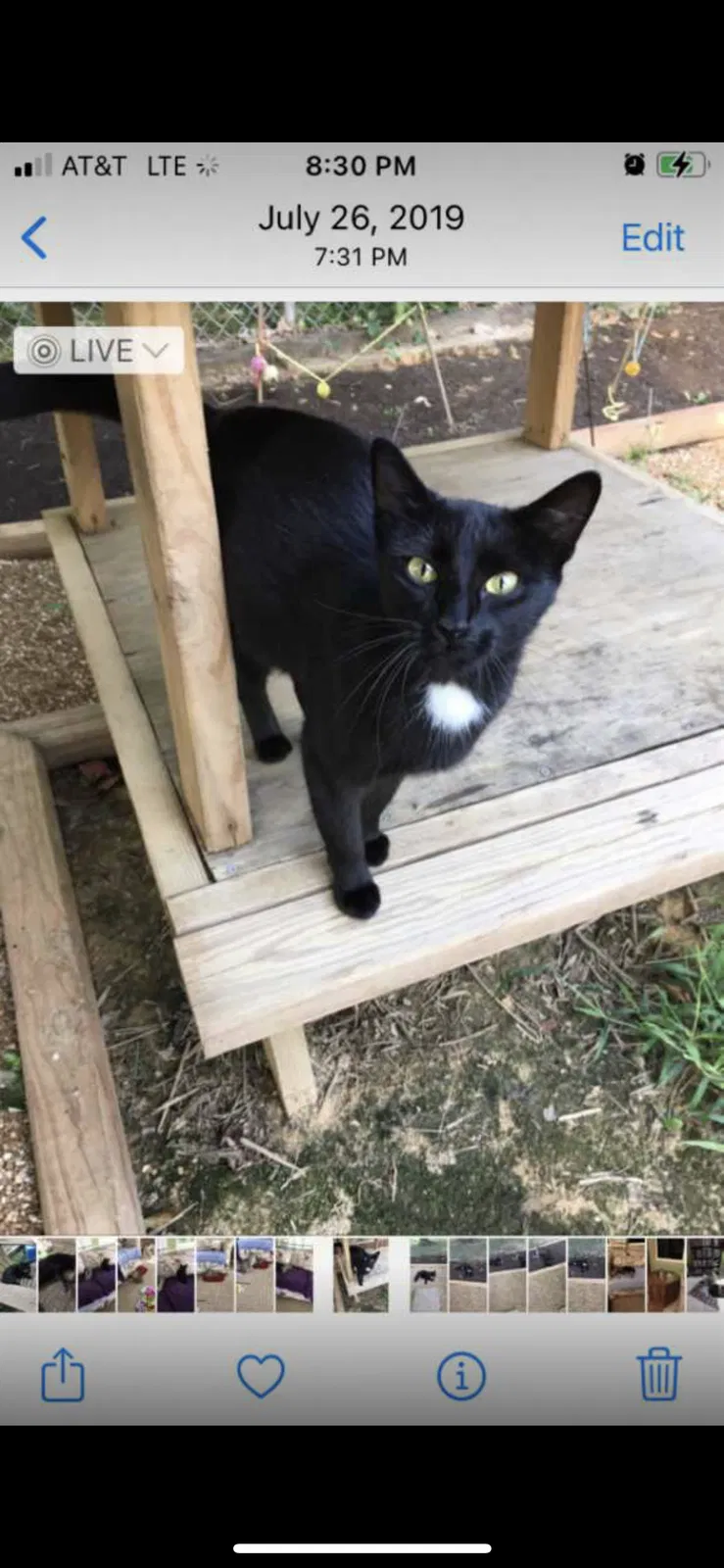 Lost cat in Lexington, KY, 40507
